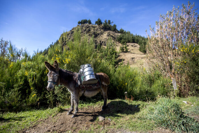 Comunidades  De Chimborazo, Bolivar, Napo y otras provincias de Ecuador, preparan sus operaciones de turismo y promocionar sus productos turísticos en el portal Fairtrips.com .

Los procesos de cerificación realizadaos por las comunidades en cooperación con TourCert, ha posibilitado fortalecer las ofertas turísticas y el manejo sustentable y sostenible de las operaciones de turismo. De igual manera sumar sus propios entornos naurales para una comprención más amplia de el valos de la naturaleza y su relación con el hombre.

De esta manera y apoyados por la cooperación internacional, las comunidadesa puestan al regreso de un turismo, que se sume a su propuesta de un turismo ético, sostenible y de alta calidad humana.



Communities from Chimborazo, Bolivar, Napo and other provinces of Ecuador, prepare their community tourism operations and promote their tourism products on the Fairtrips.com portal among others.

The certification processes carried out by the communities in cooperation with TourCert, has made it possible to strengthen tourism offers and the sustainable management of tourism operations. In the same way, they have been able to add their own native environments for a broader understanding of the value of nature and its relationship with man.

In this way, and supported by international cooperation, the communities dream of the return of a new tourism, which joins their proposal of an ethical, sustainable and high human quality tourism.